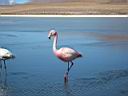 Flamand rose